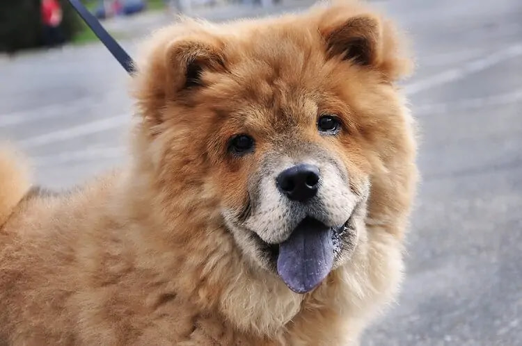 blauwe tong hond