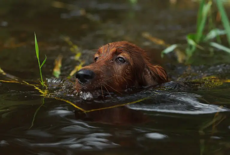 giardia hond zwemmende hond vies water