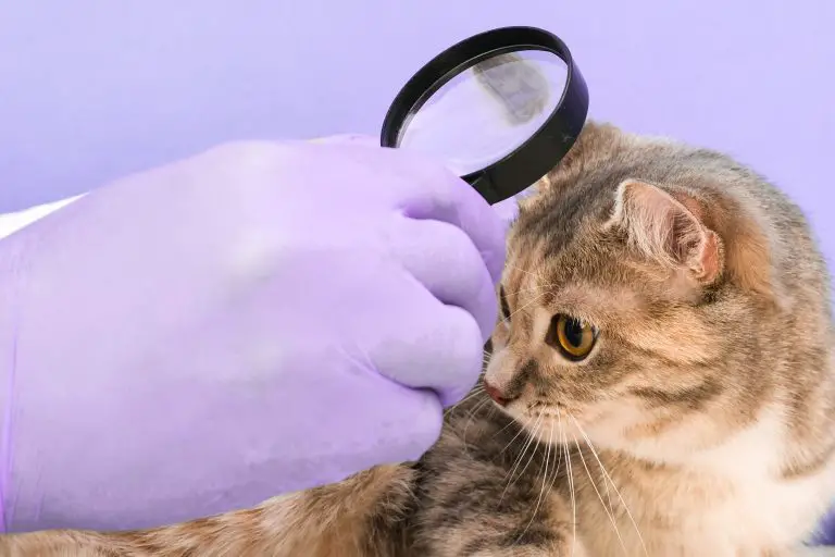 hoe verwijder je een teek bij je kat