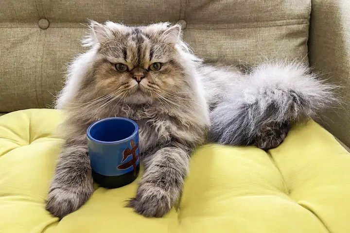 perzische kat uiterlijk