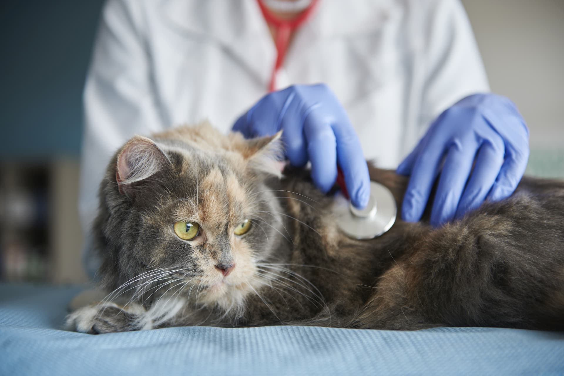 FIP kat (Feline infectieuze peritonitis )