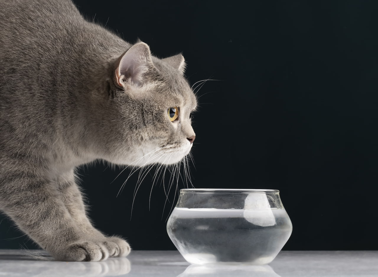 kat drinkt veel water (2)