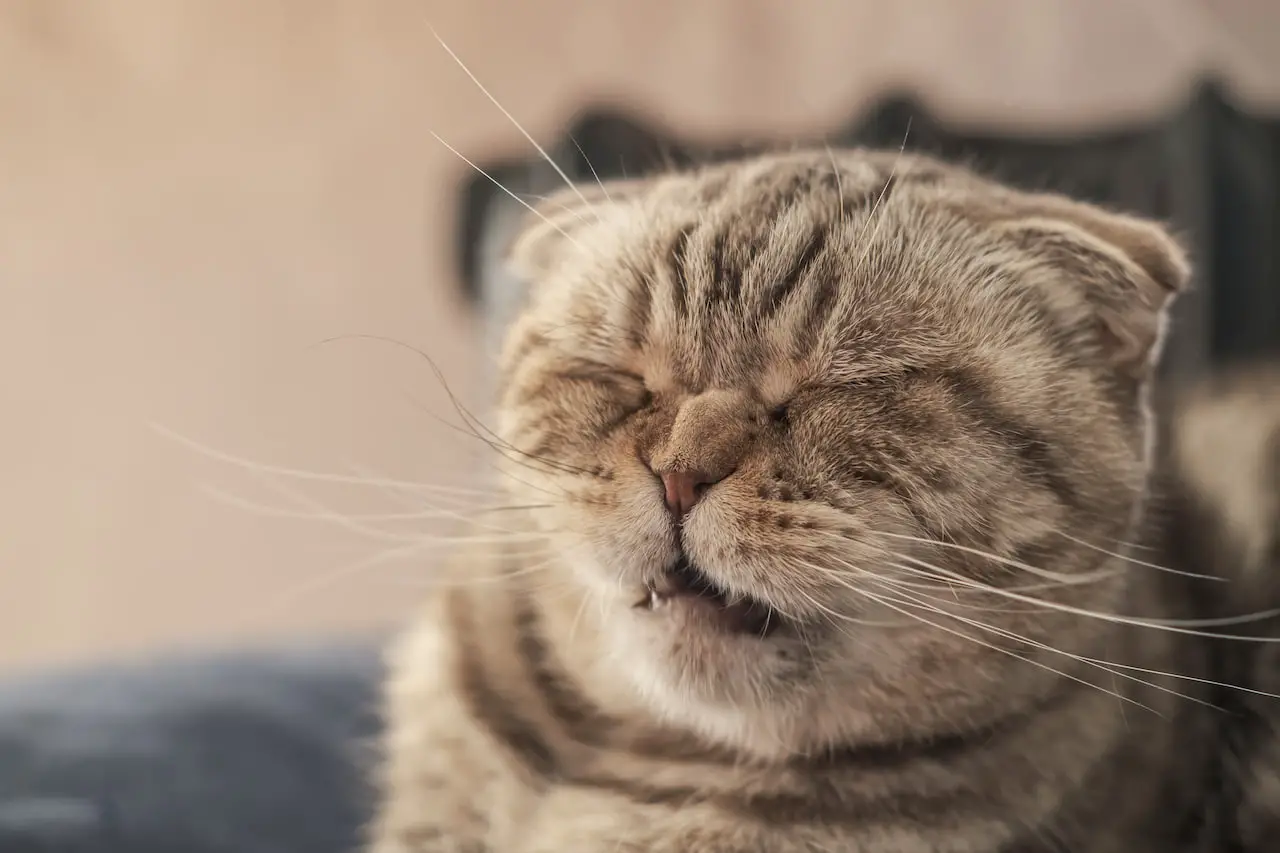 kat niest veel oorzaken en sympthomen van een veel niezende kat