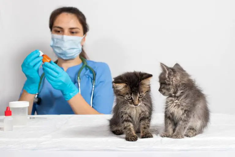 kat plast bloed oorzaken sympthomen en wat kun je doen aan een kat die bloed plast