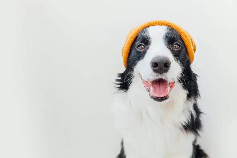 funny studio portrait of cute smiling puppy dog border collie wearing warm knitted clothes yellow hat isolated on white background. winter or autumn portrait of new lovely member of family little dog.